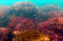 Underwater shot of reddish seaweed