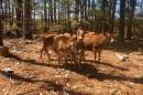 A small group of brown cows stand in a clearing in the woods.